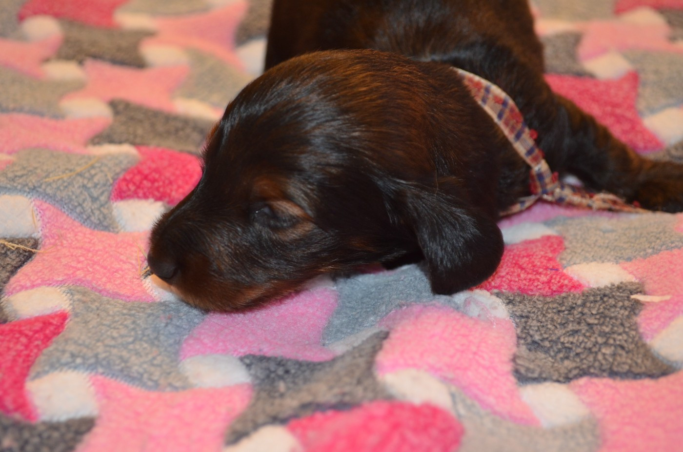 Du Clos Des Bords De Mer - Chiots disponibles - Teckel poil long