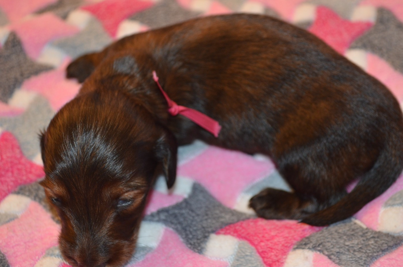 Du Clos Des Bords De Mer - Chiots disponibles - Teckel poil long