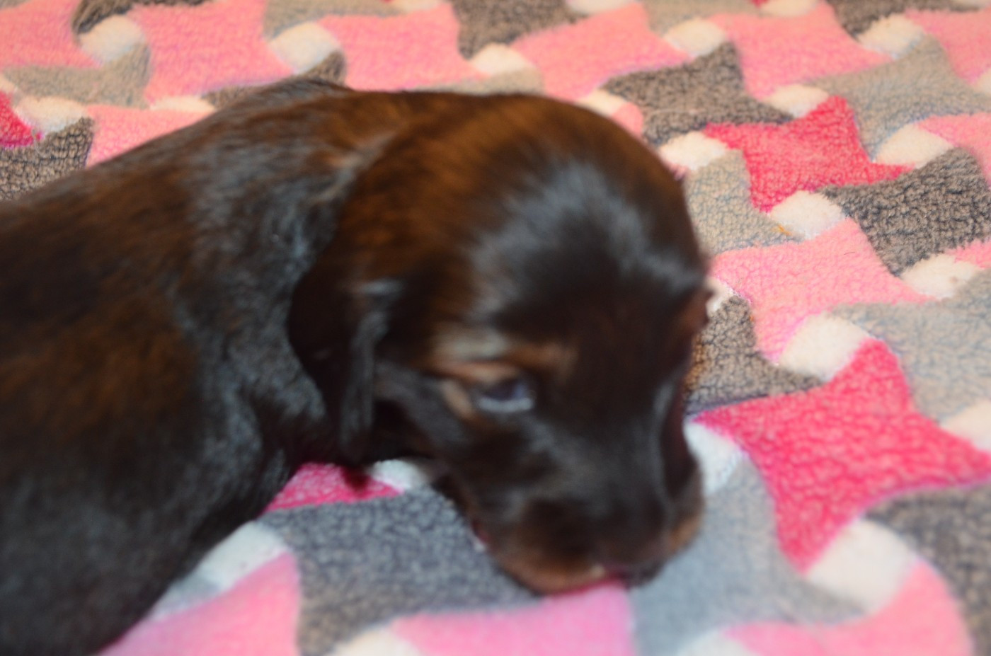 Du Clos Des Bords De Mer - Chiots disponibles - Teckel poil long
