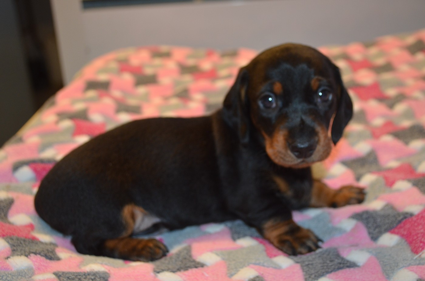 Du Clos Des Bords De Mer - Chiots disponibles - Teckel poil ras
