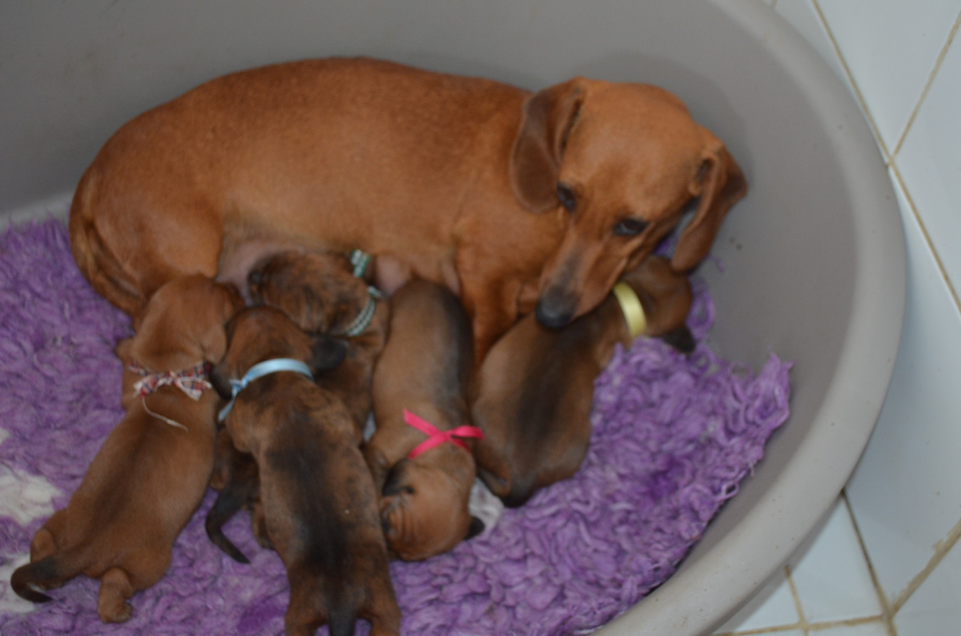 Chiot Teckel poil ras Du Clos Des Bords De Mer