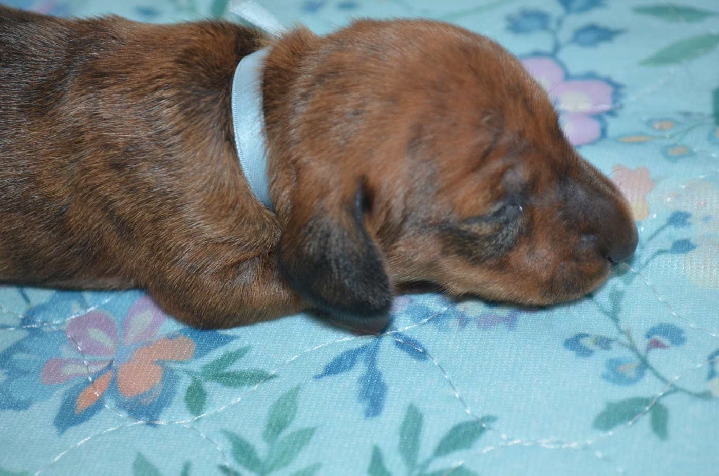 Du Clos Des Bords De Mer - Chiots disponibles - Teckel poil ras