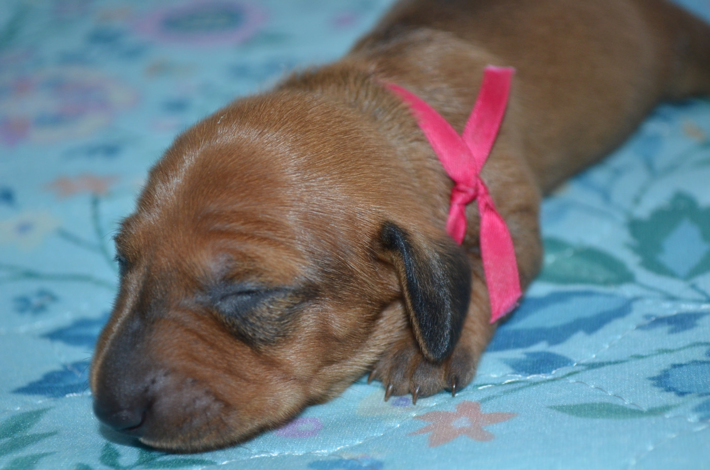 Du Clos Des Bords De Mer - Chiots disponibles - Teckel poil ras