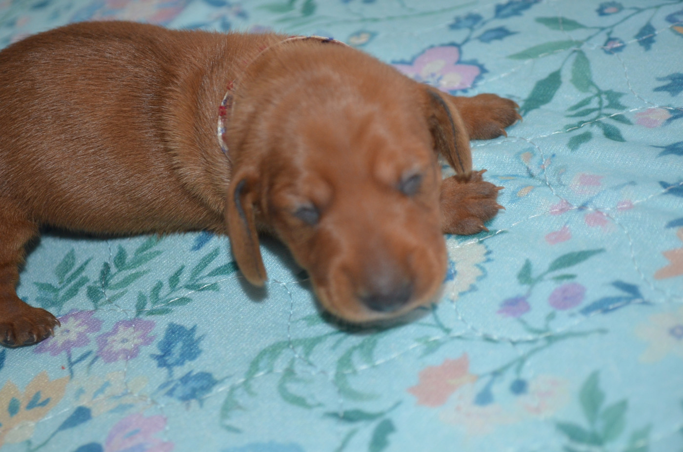 Du Clos Des Bords De Mer - Chiots disponibles - Teckel poil ras