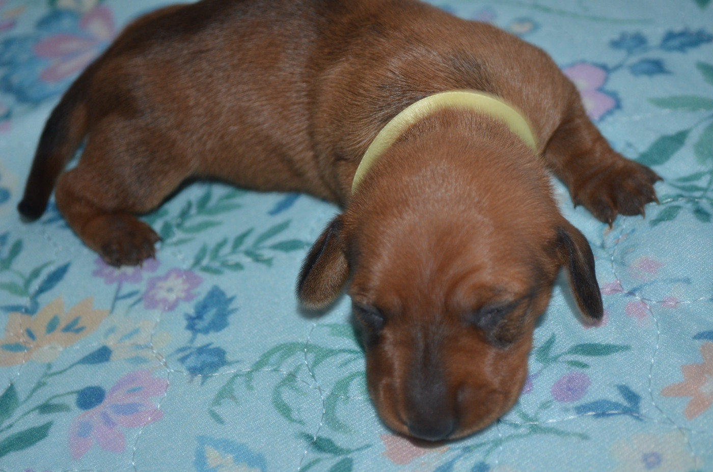 Du Clos Des Bords De Mer - Chiots disponibles - Teckel poil ras