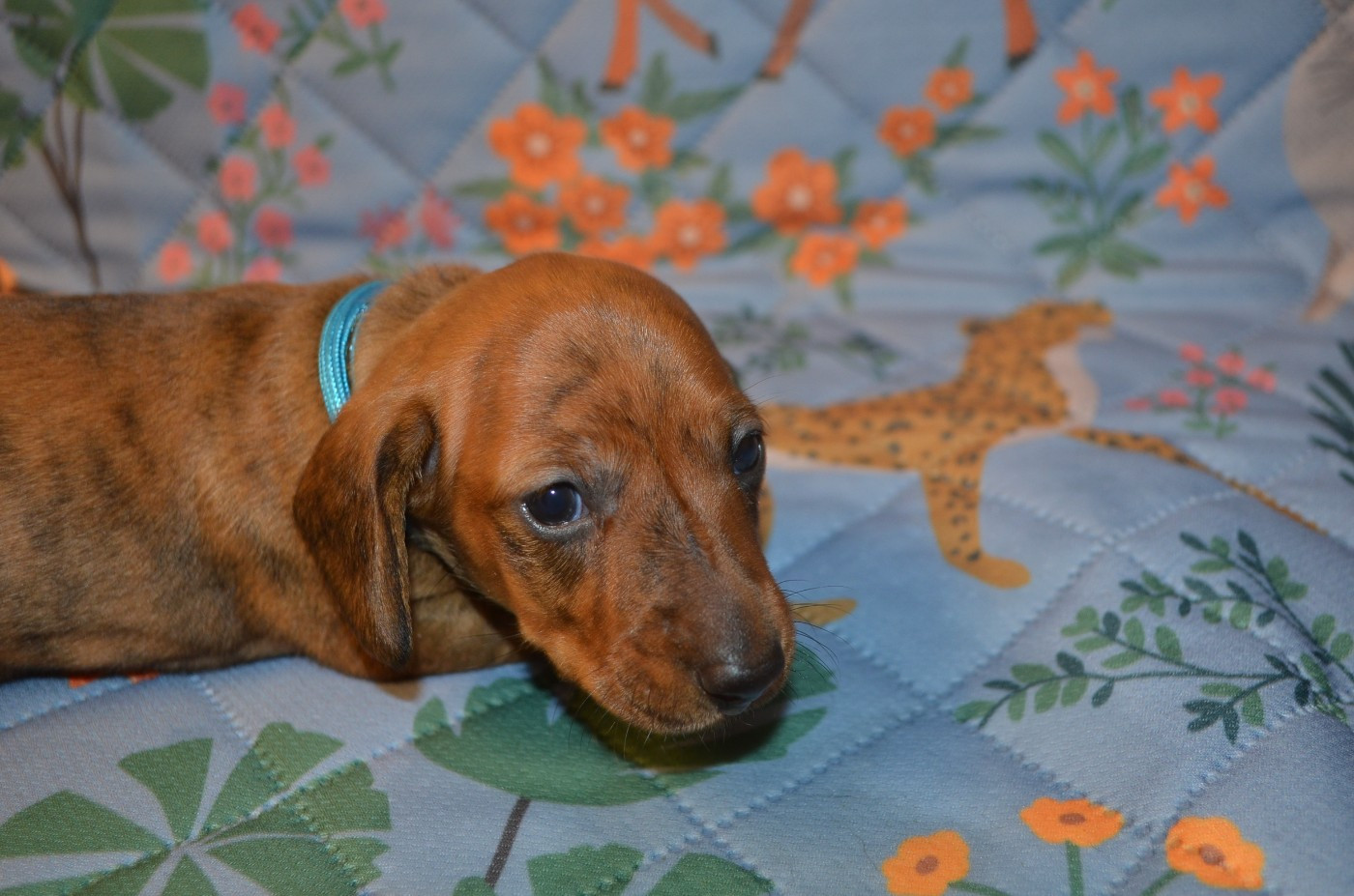 Du Clos Des Bords De Mer - Chiots disponibles - Teckel poil ras