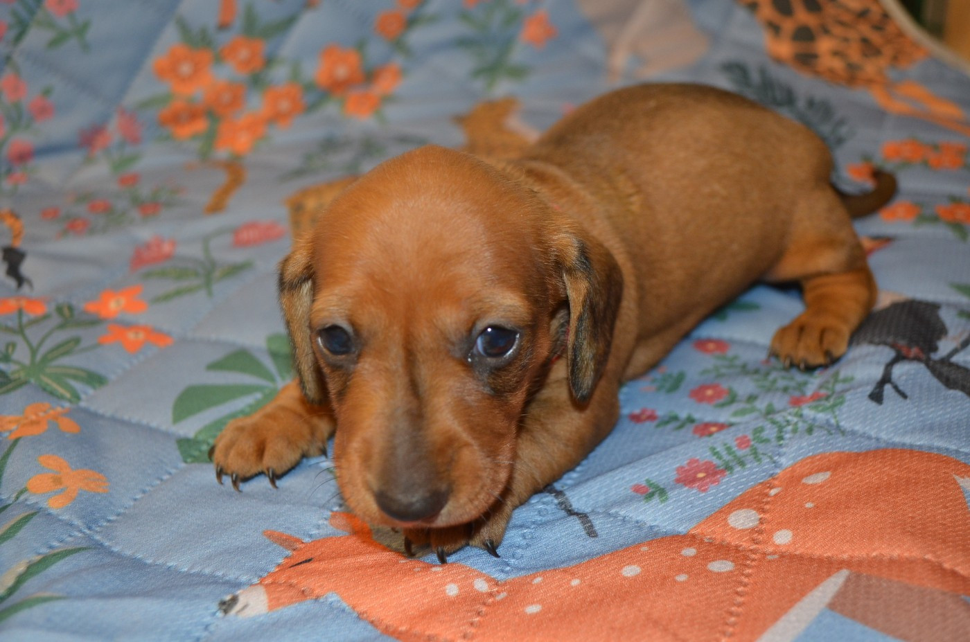 Du Clos Des Bords De Mer - Chiots disponibles - Teckel poil ras