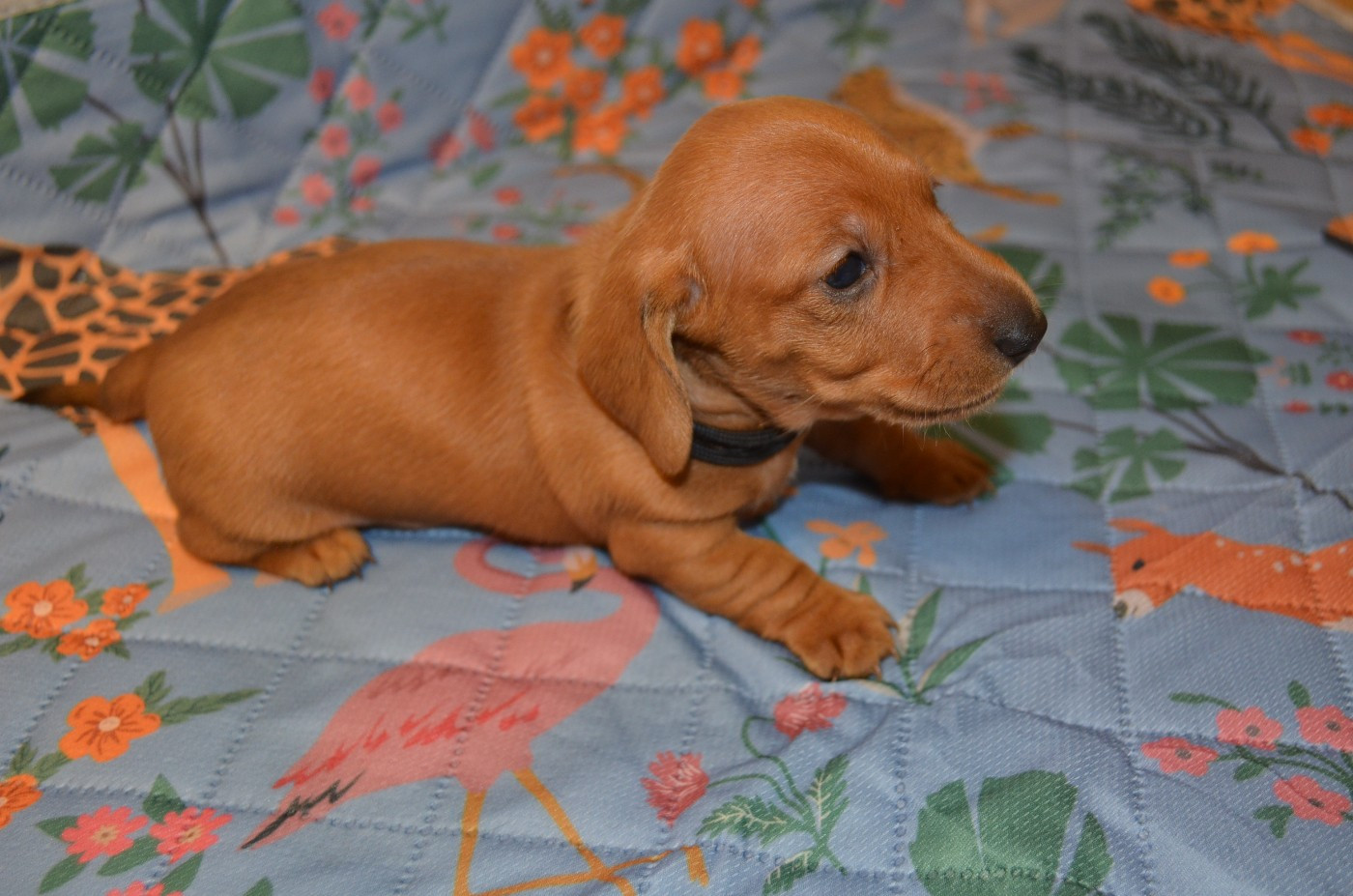 Du Clos Des Bords De Mer - Chiots disponibles - Teckel poil ras