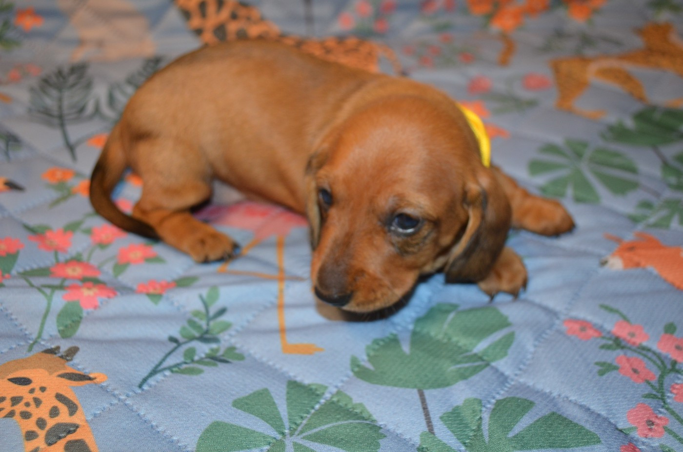 Du Clos Des Bords De Mer - Chiots disponibles - Teckel poil ras