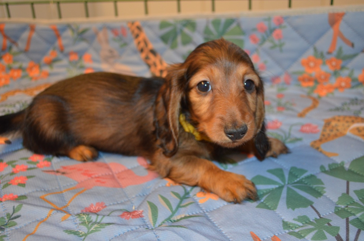 Du Clos Des Bords De Mer - Chiots disponibles - Teckel poil long