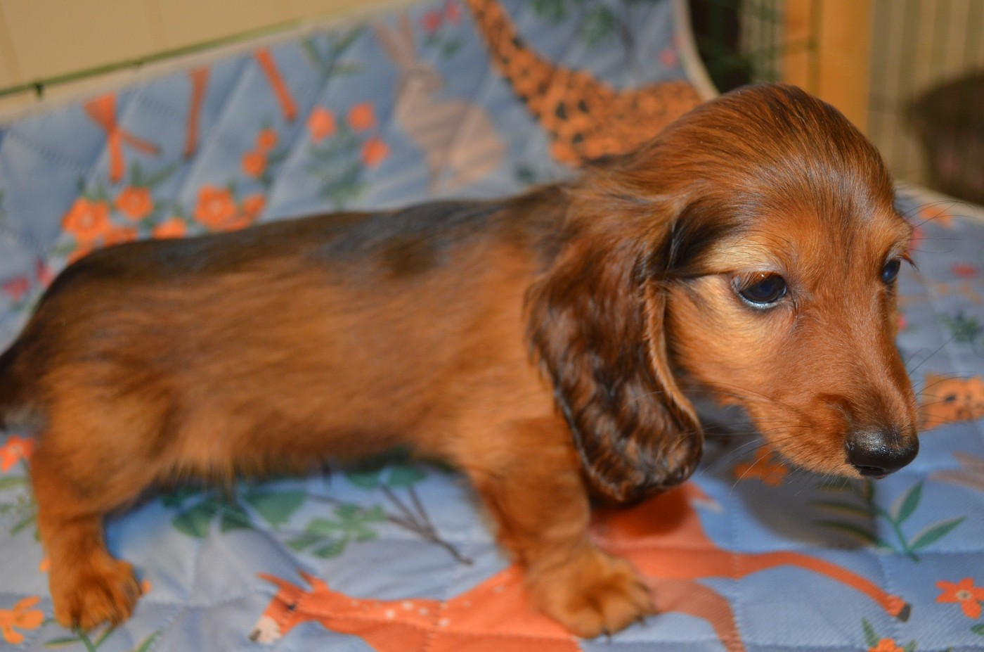 Du Clos Des Bords De Mer - Chiots disponibles - Teckel poil long
