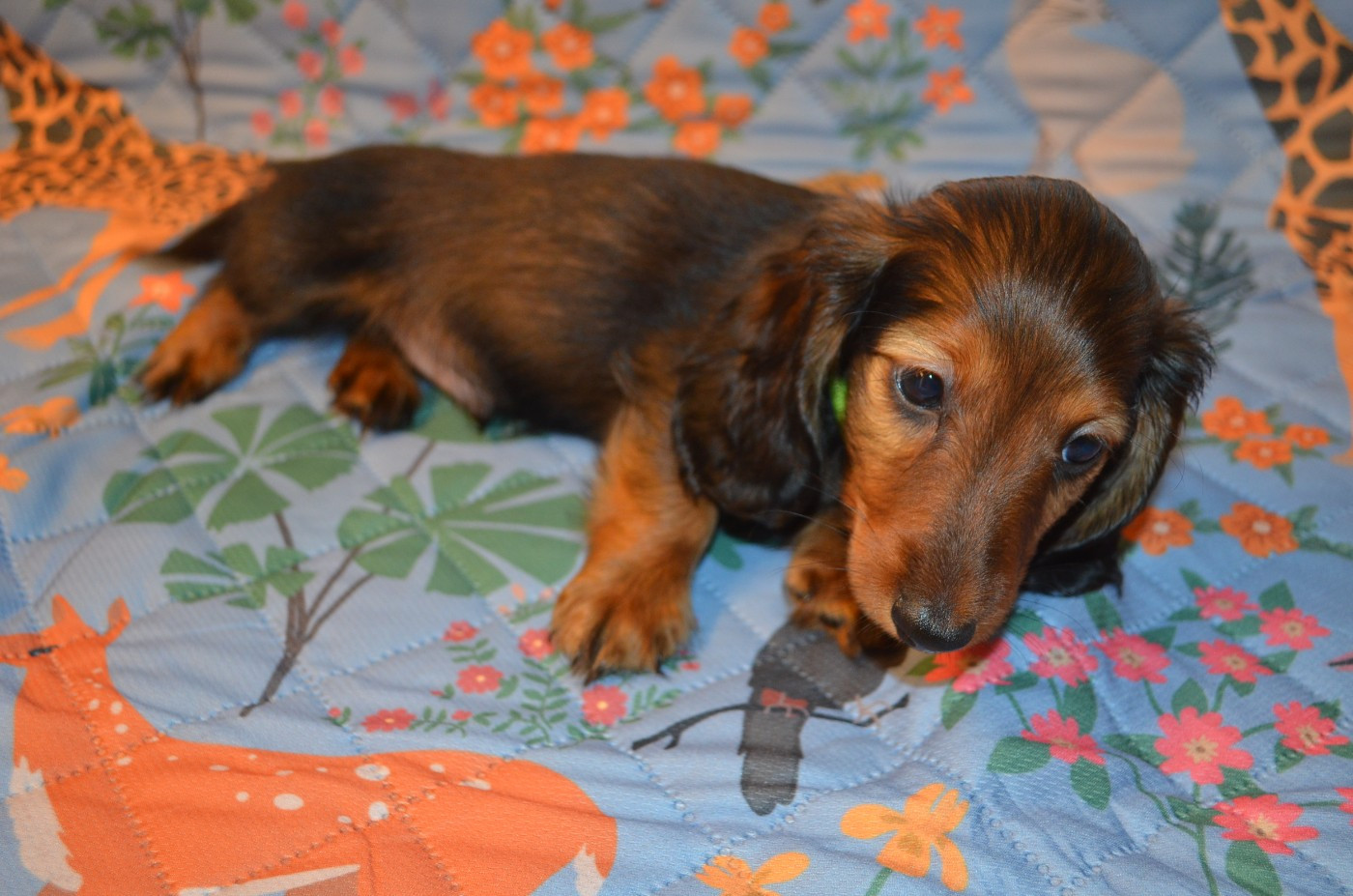 Du Clos Des Bords De Mer - Chiots disponibles - Teckel poil long