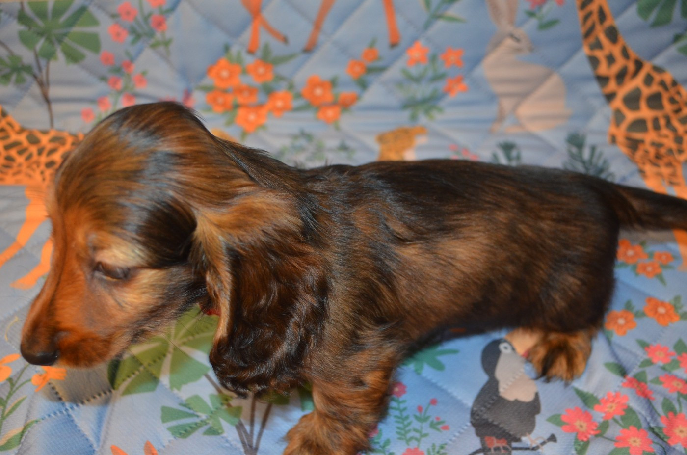 Du Clos Des Bords De Mer - Chiots disponibles - Teckel poil long