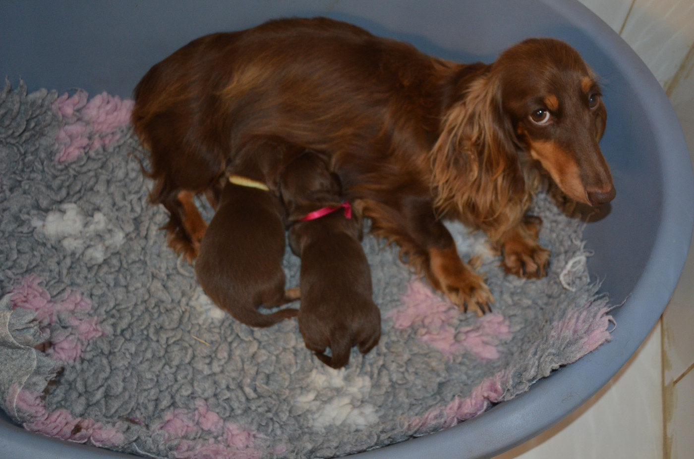 Chiot Teckel poil long Du Clos Des Bords De Mer