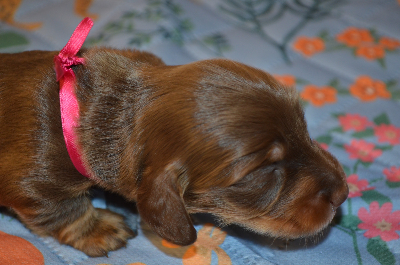 Du Clos Des Bords De Mer - Chiots disponibles - Teckel poil long