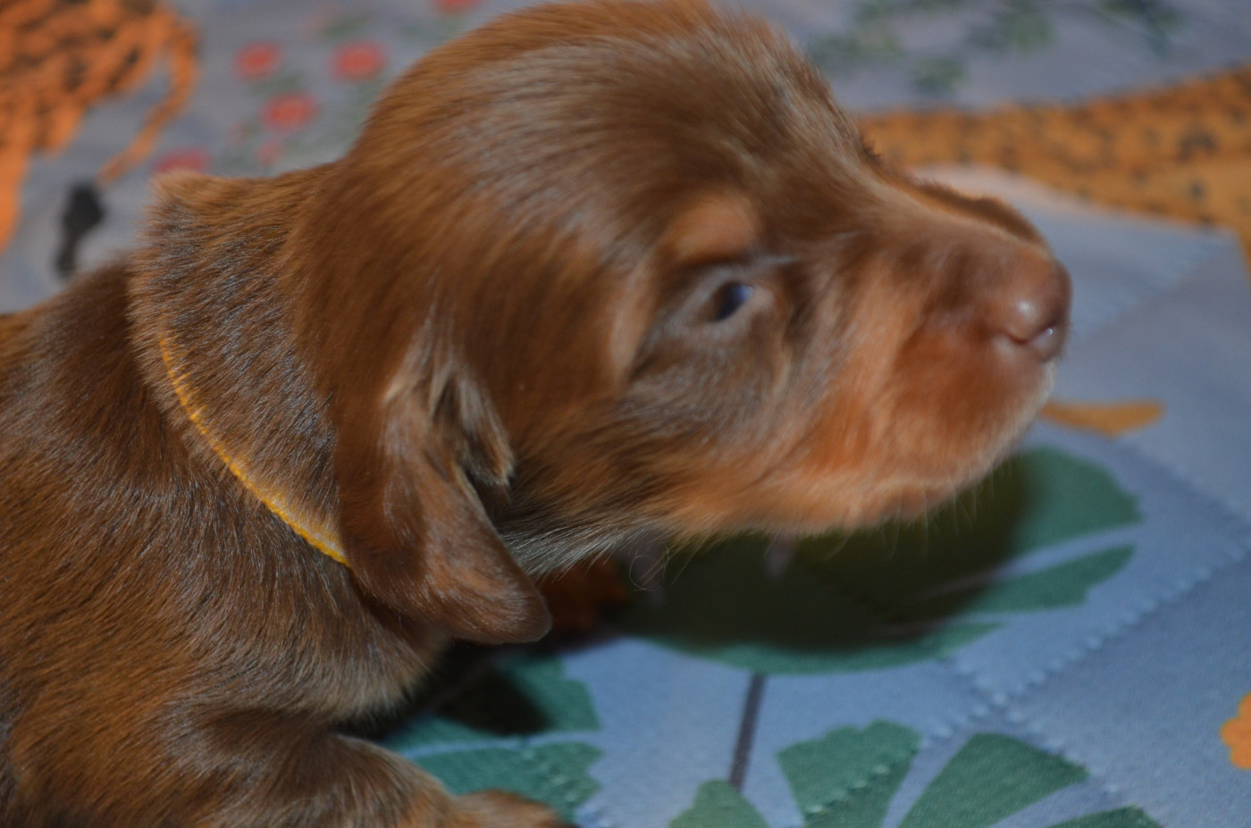 Du Clos Des Bords De Mer - Chiots disponibles - Teckel poil long