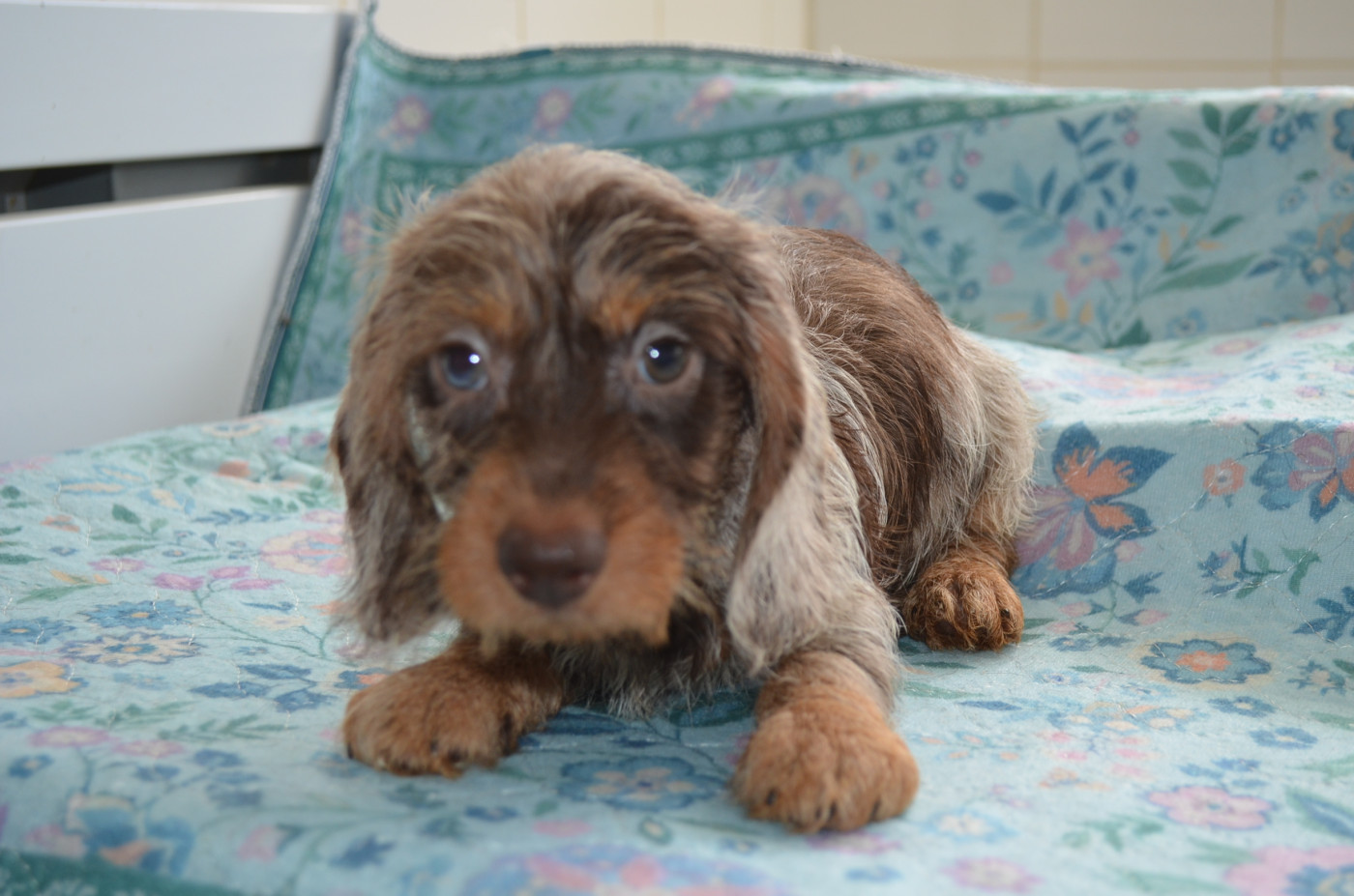 Du Clos Des Bords De Mer - Chiots disponibles - Teckel poil dur