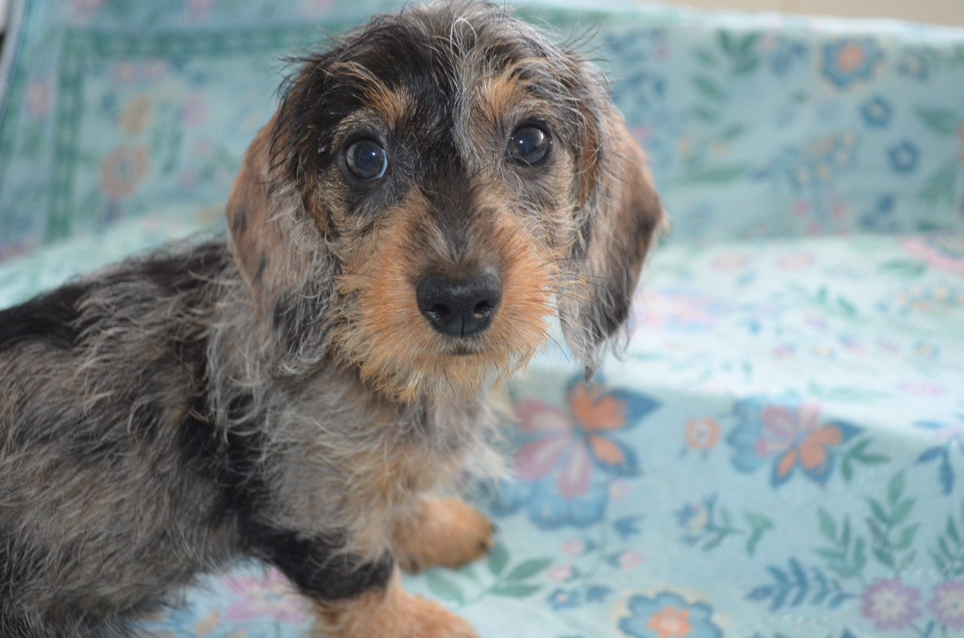 Du Clos Des Bords De Mer - Chiots disponibles - Teckel poil dur