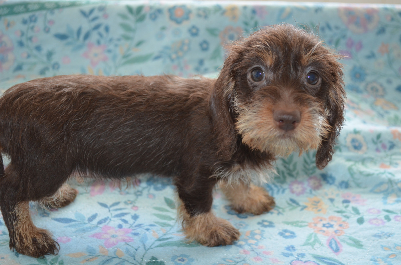 Du Clos Des Bords De Mer - Chiots disponibles - Teckel poil dur