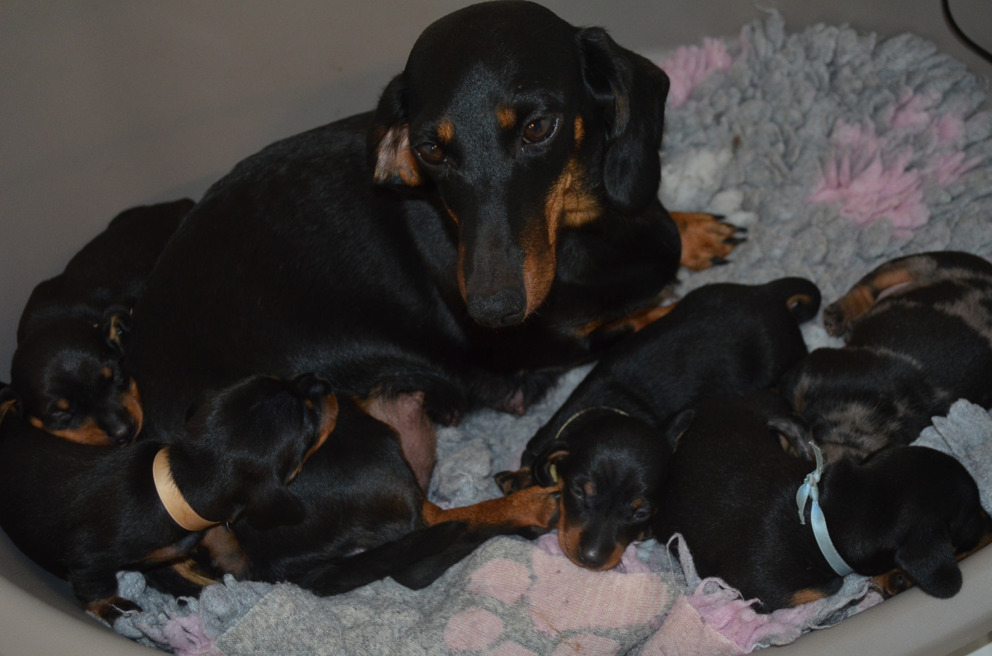 Chiot Teckel poil ras Du Clos Des Bords De Mer