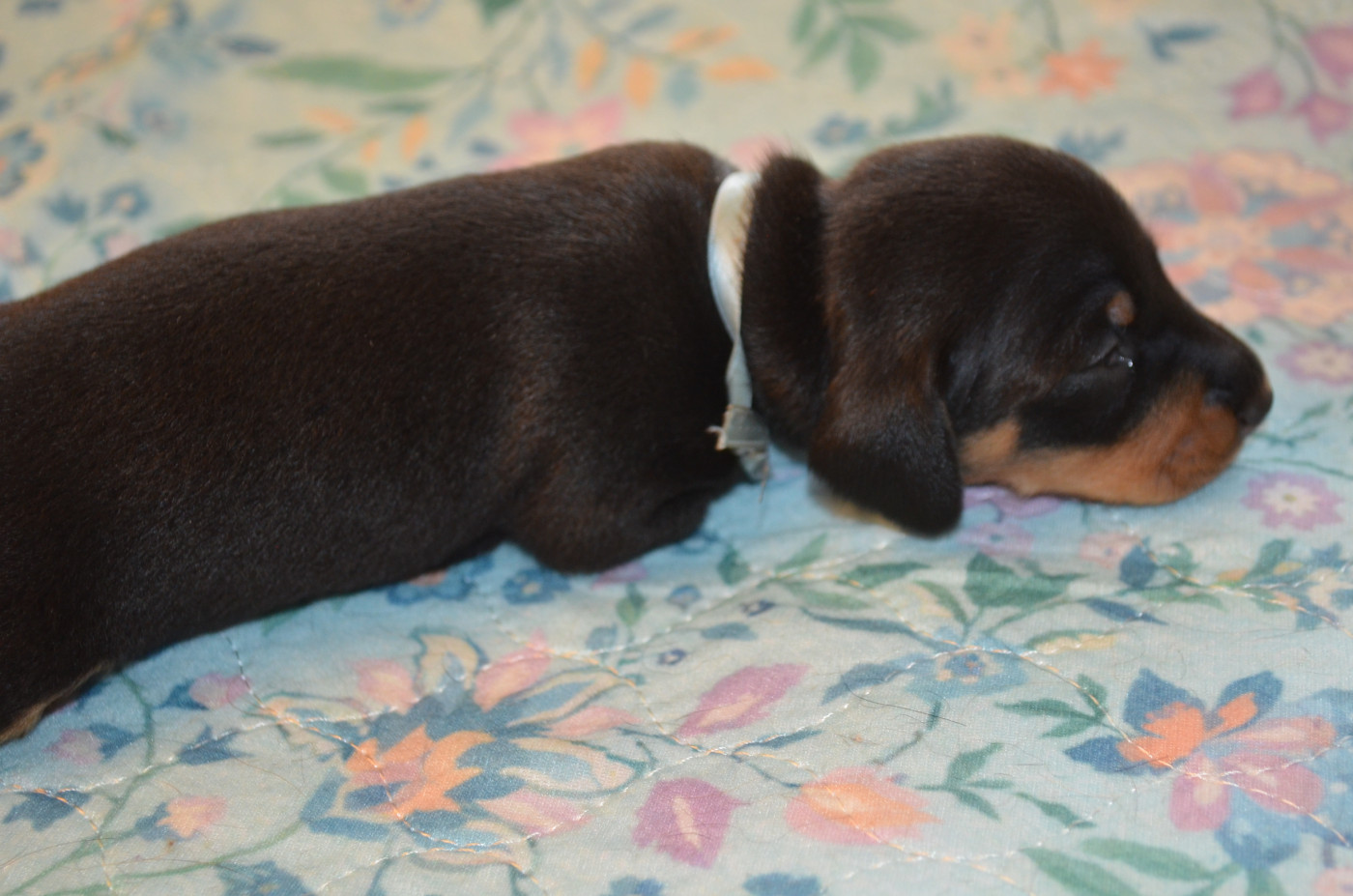 Du Clos Des Bords De Mer - Chiots disponibles - Teckel poil ras