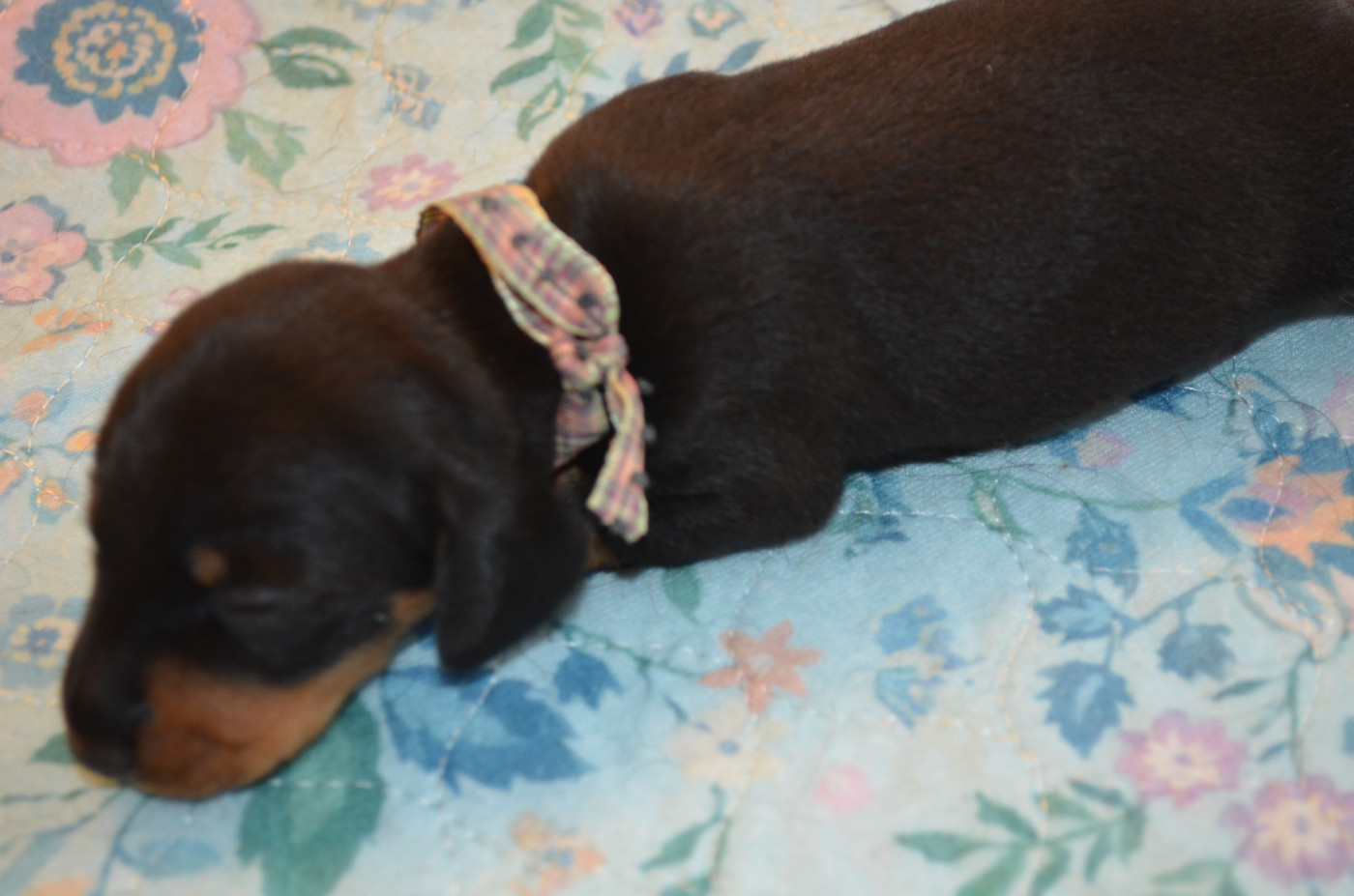 Du Clos Des Bords De Mer - Chiots disponibles - Teckel poil ras