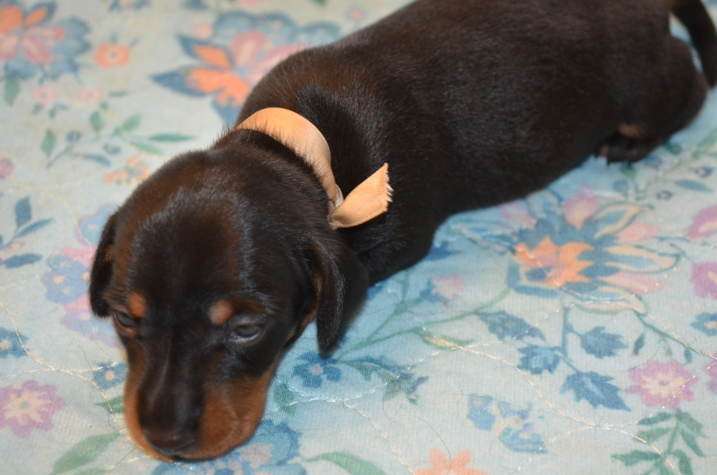 Du Clos Des Bords De Mer - Chiots disponibles - Teckel poil ras