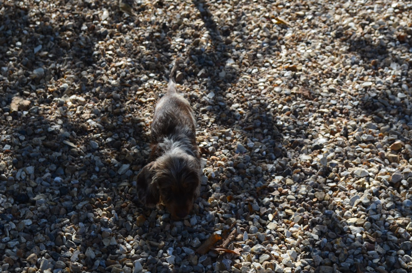 Du Clos Des Bords De Mer - Chiots disponibles - Teckel poil dur