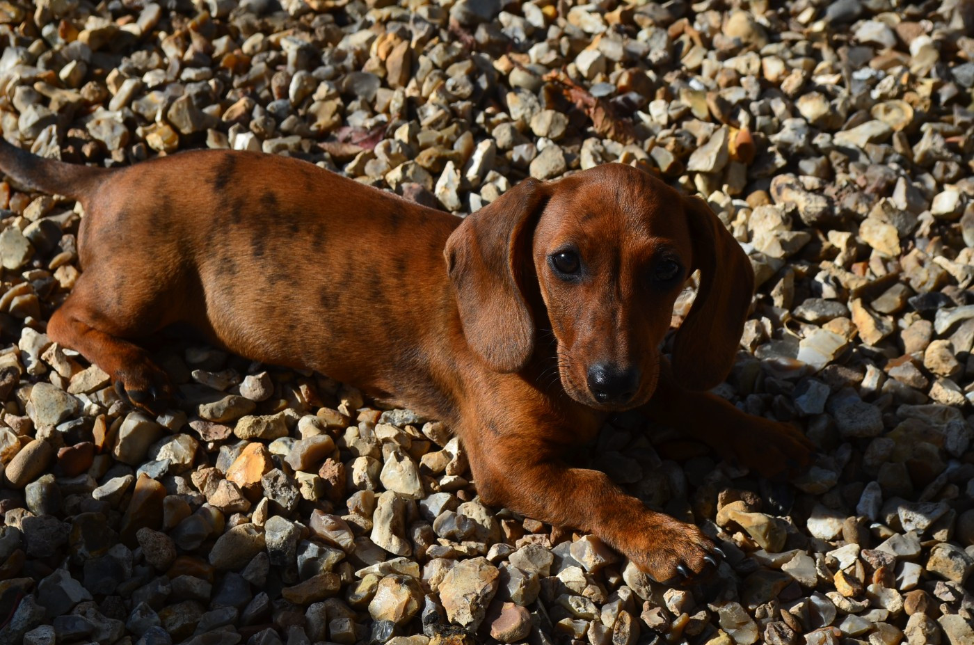 Du Clos Des Bords De Mer - Chiots disponibles - Teckel poil ras