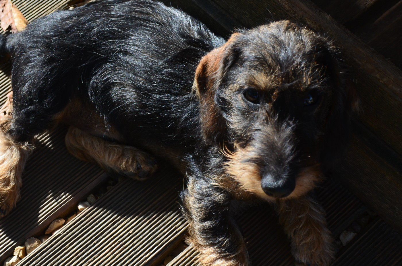 Du Clos Des Bords De Mer - Chiots disponibles - Teckel poil dur