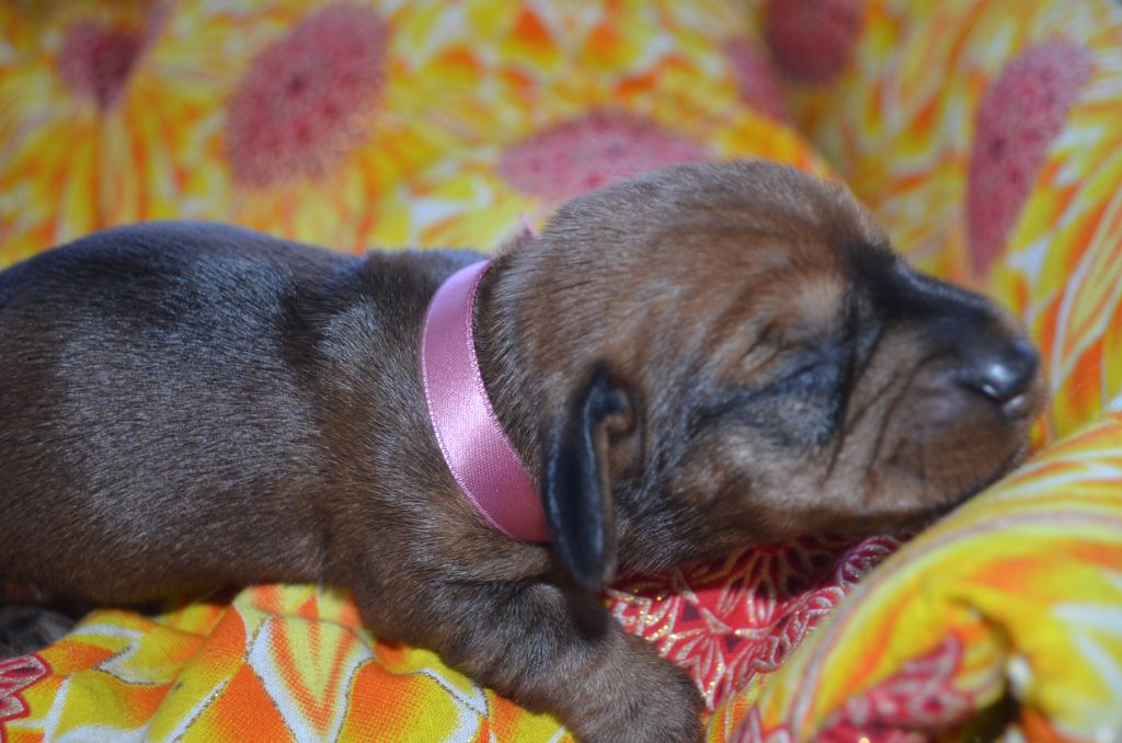 Du Clos Des Bords De Mer - Chiots disponibles - Teckel poil dur