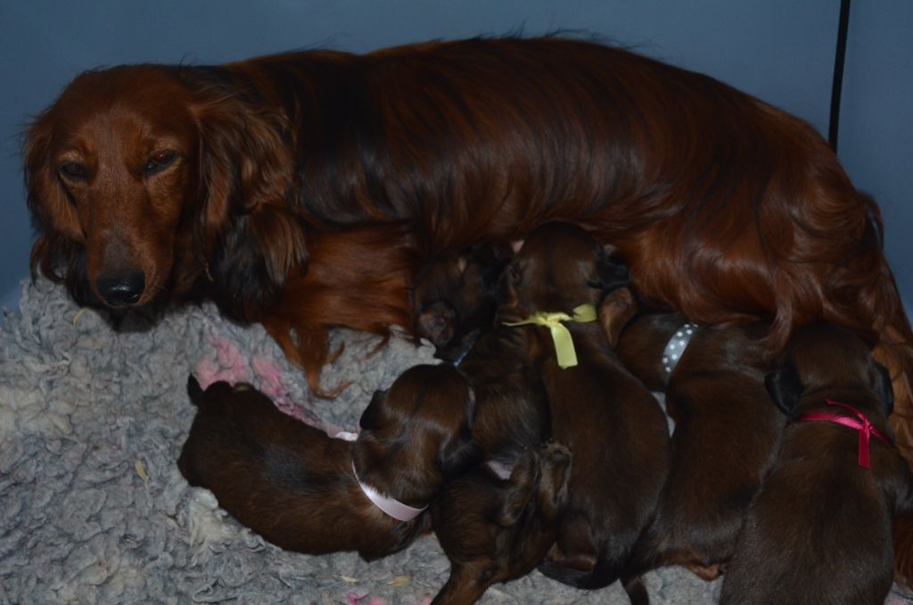 Du Clos Des Bords De Mer - Teckel poil long - Portée née le 27/09/2025