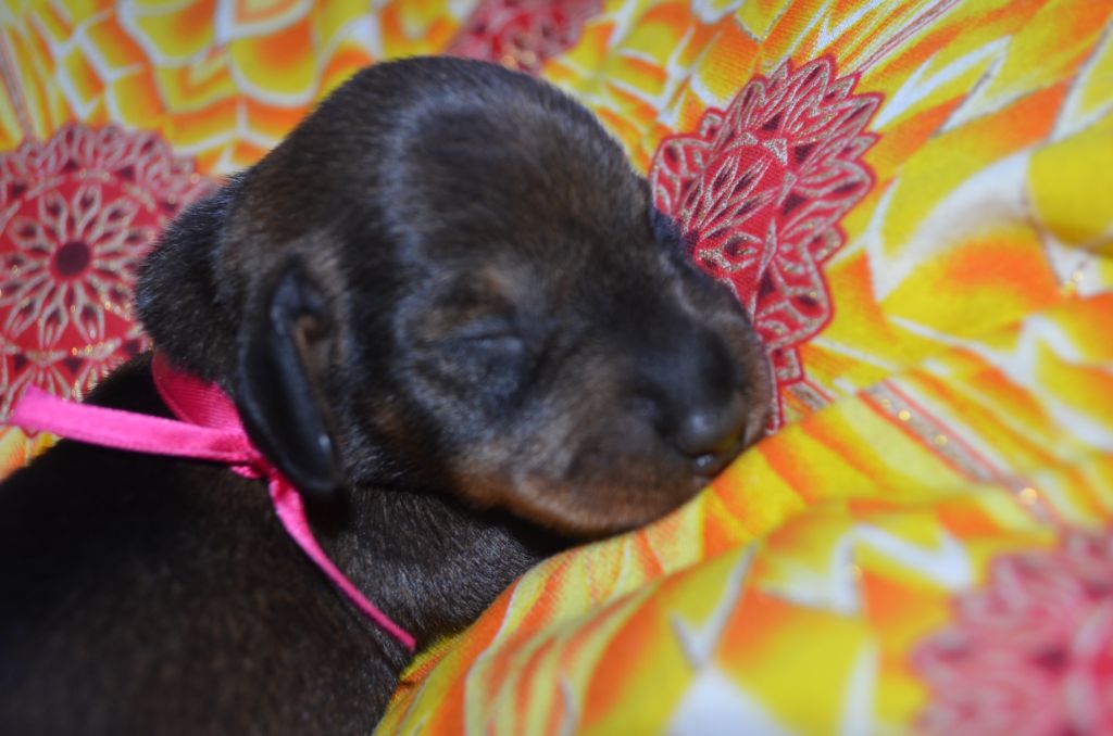 Du Clos Des Bords De Mer - Chiots disponibles - Teckel poil dur