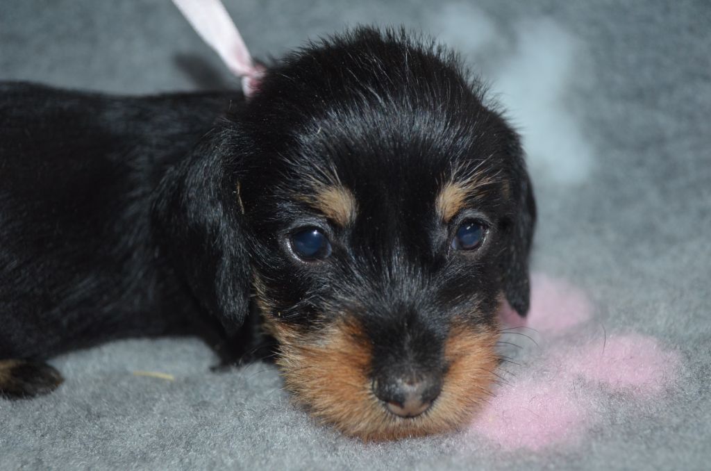 Du Clos Des Bords De Mer - Chiots disponibles - Teckel poil dur