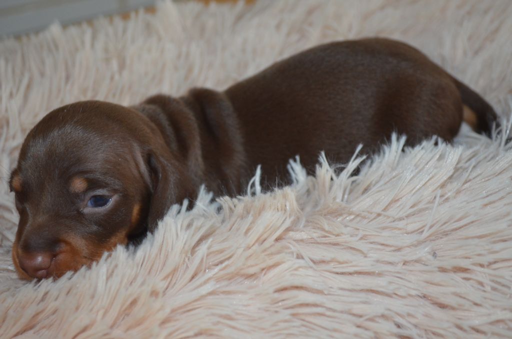 Du Clos Des Bords De Mer - Chiots disponibles - Teckel poil ras