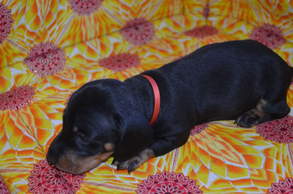 Du Clos Des Bords De Mer - Chiots disponibles - Teckel poil ras