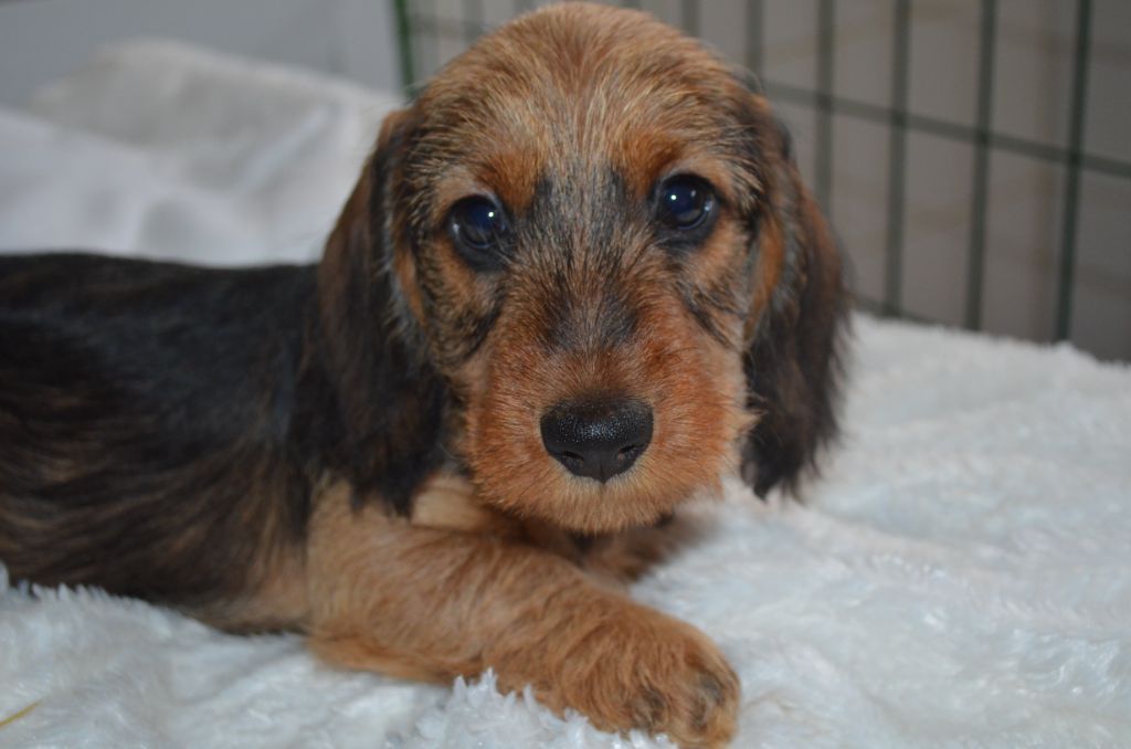 Du Clos Des Bords De Mer - Chiots disponibles - Teckel poil dur