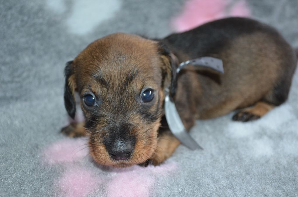 Du Clos Des Bords De Mer - Chiots disponibles - Teckel poil dur