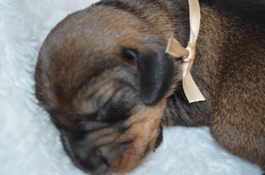 Du Clos Des Bords De Mer - Chiots disponibles - Teckel poil dur