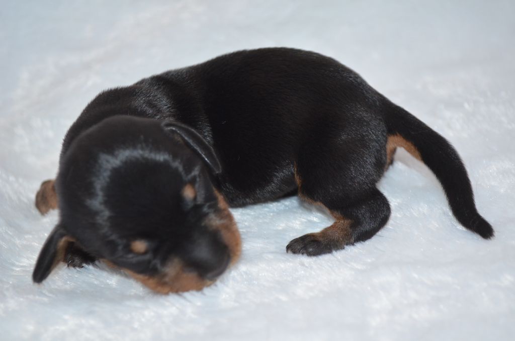 Du Clos Des Bords De Mer - Chiots disponibles - Teckel poil dur