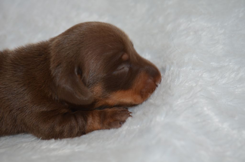 Du Clos Des Bords De Mer - Chiots disponibles - Teckel poil ras