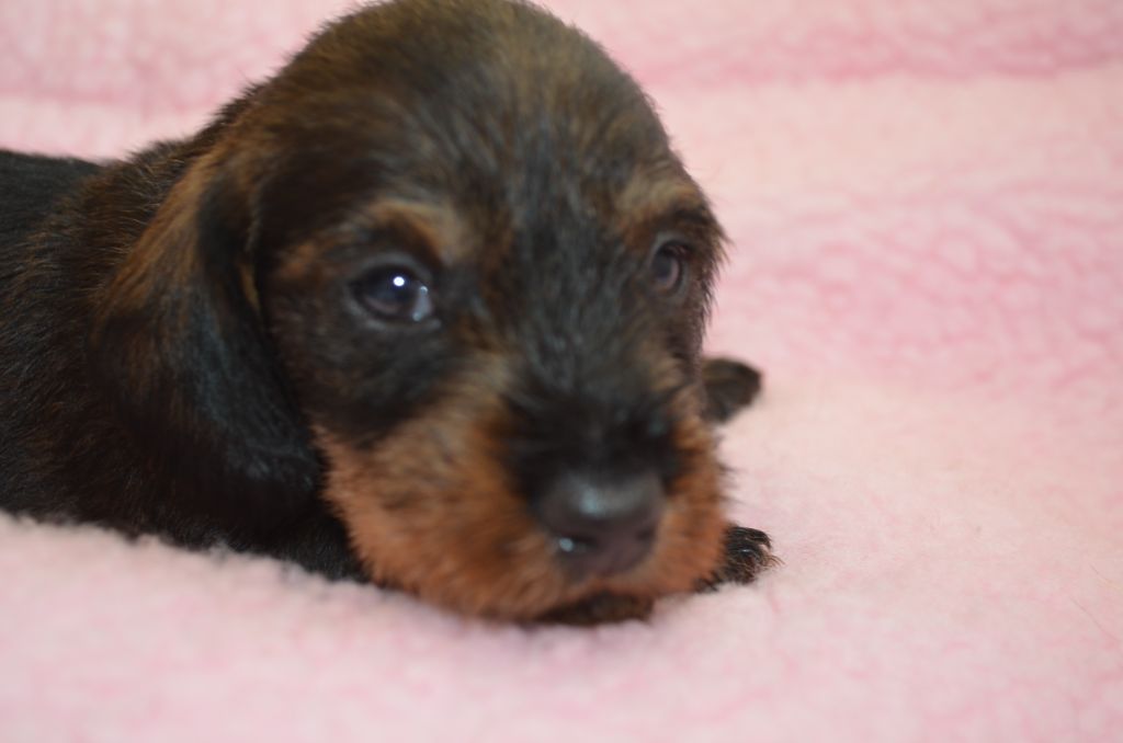 Du Clos Des Bords De Mer - Chiots disponibles - Teckel poil dur