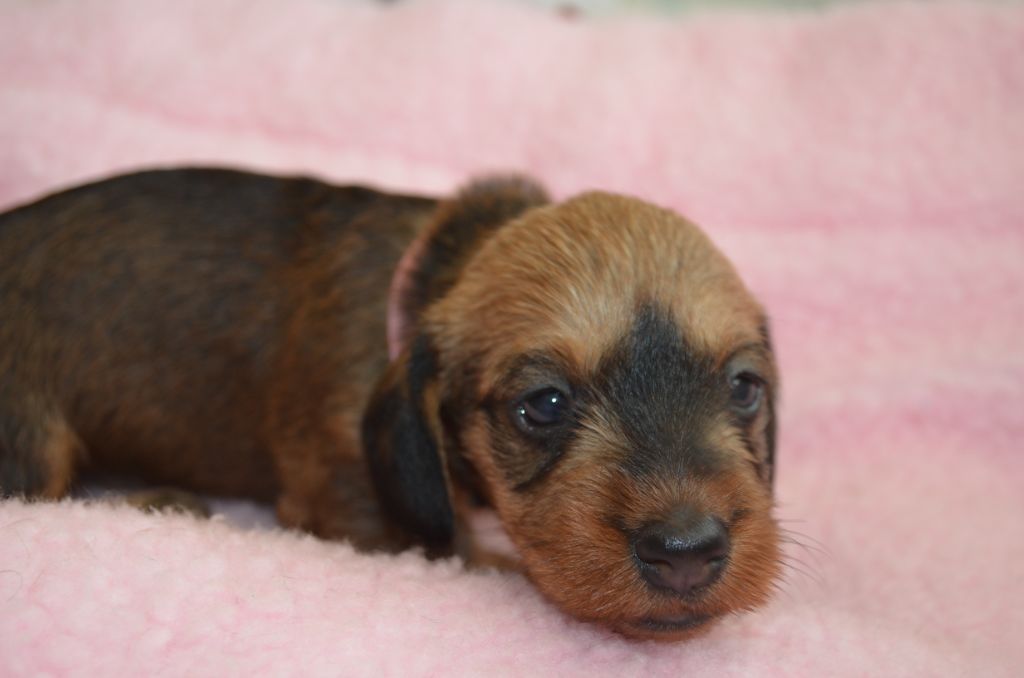 Du Clos Des Bords De Mer - Chiots disponibles - Teckel poil dur
