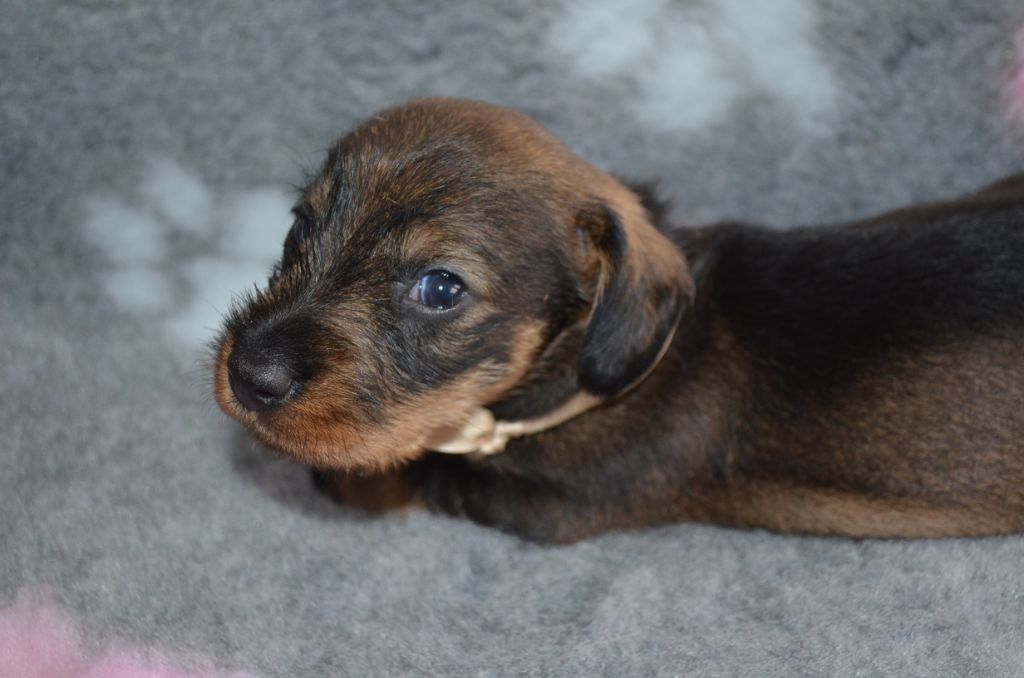Du Clos Des Bords De Mer - Chiots disponibles - Teckel poil dur