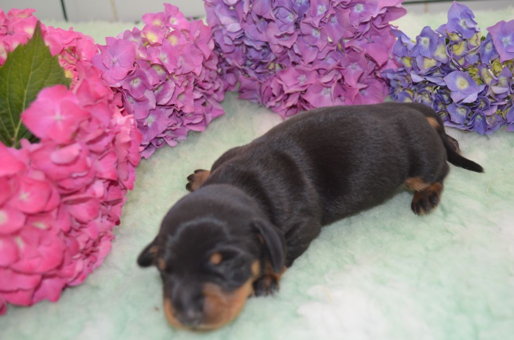 Du Clos Des Bords De Mer - Chiots disponibles - Teckel poil ras