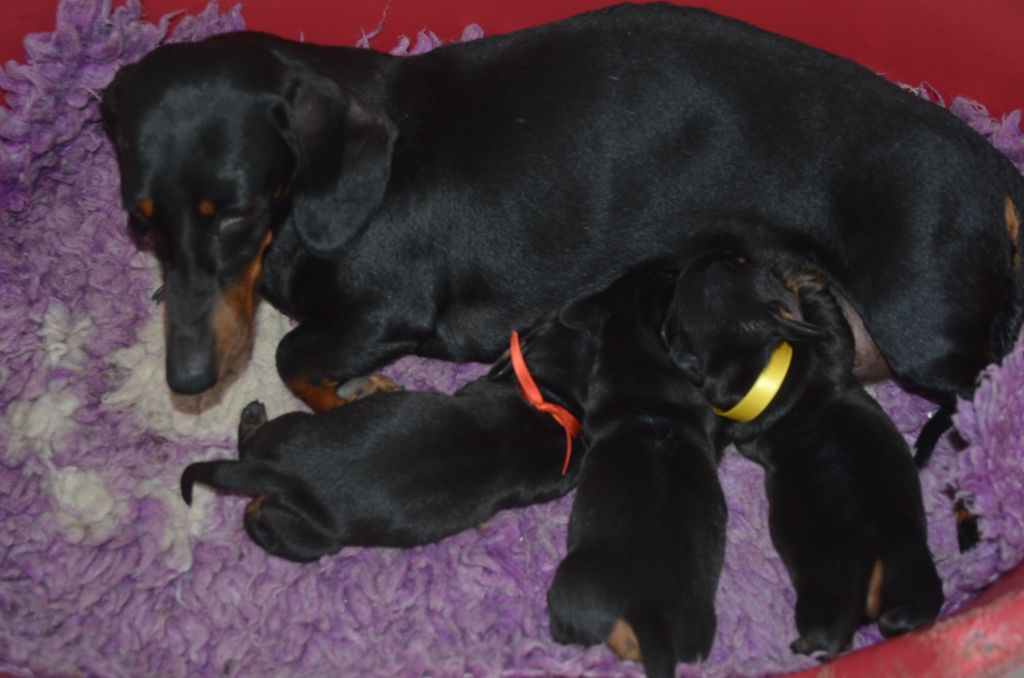 Chiot Teckel poil ras Du Clos Des Bords De Mer