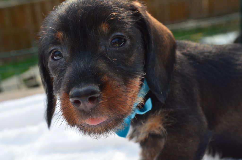 Du Clos Des Bords De Mer - Chiots disponibles - Teckel poil dur