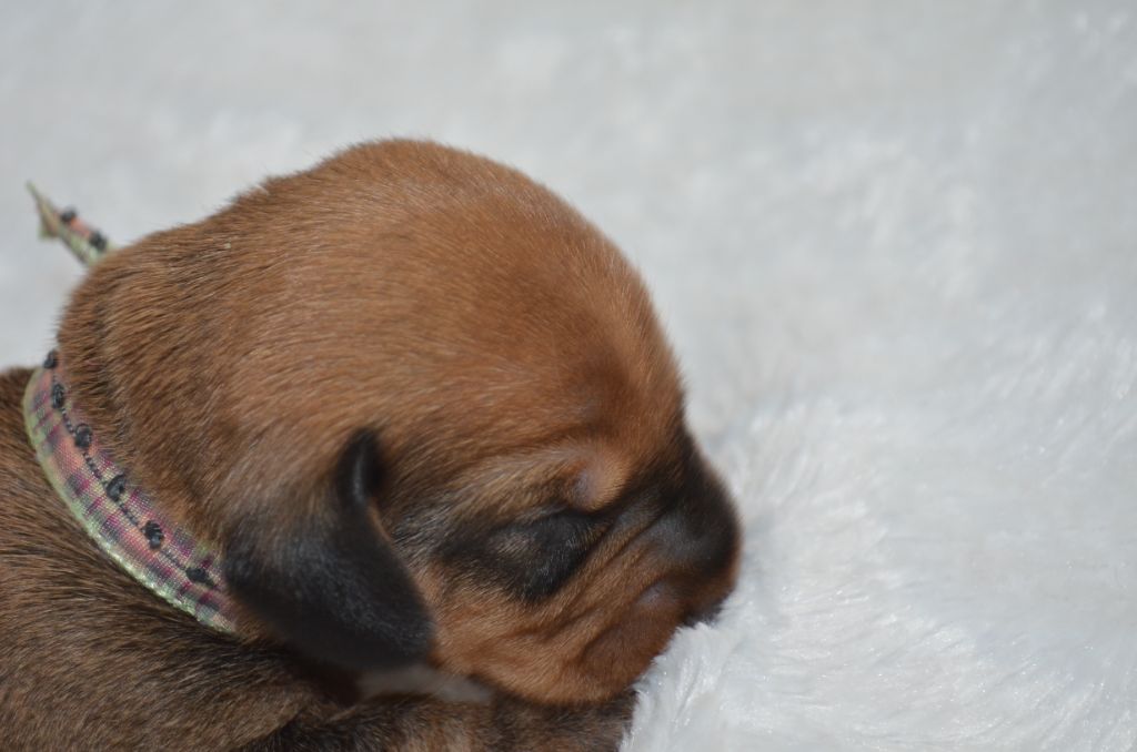 Du Clos Des Bords De Mer - Chiots disponibles - Teckel poil dur