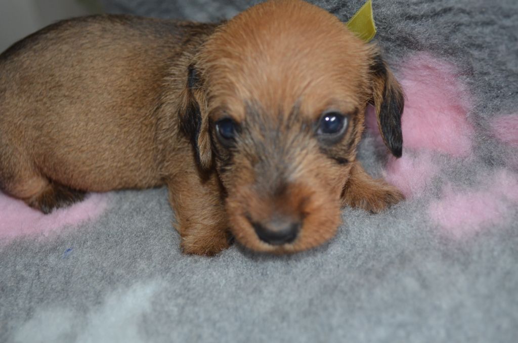 Du Clos Des Bords De Mer - Chiots disponibles - Teckel poil dur