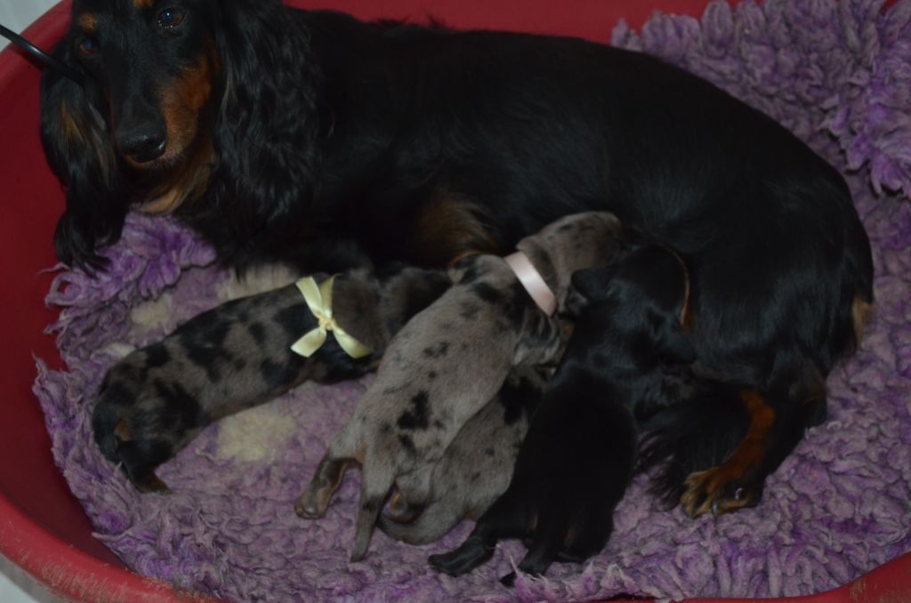 Du Clos Des Bords De Mer - Teckel poil long - Portée née le 09/09/2025